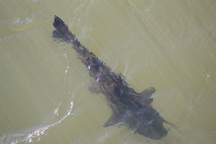 Steindachneridion melanodermatum