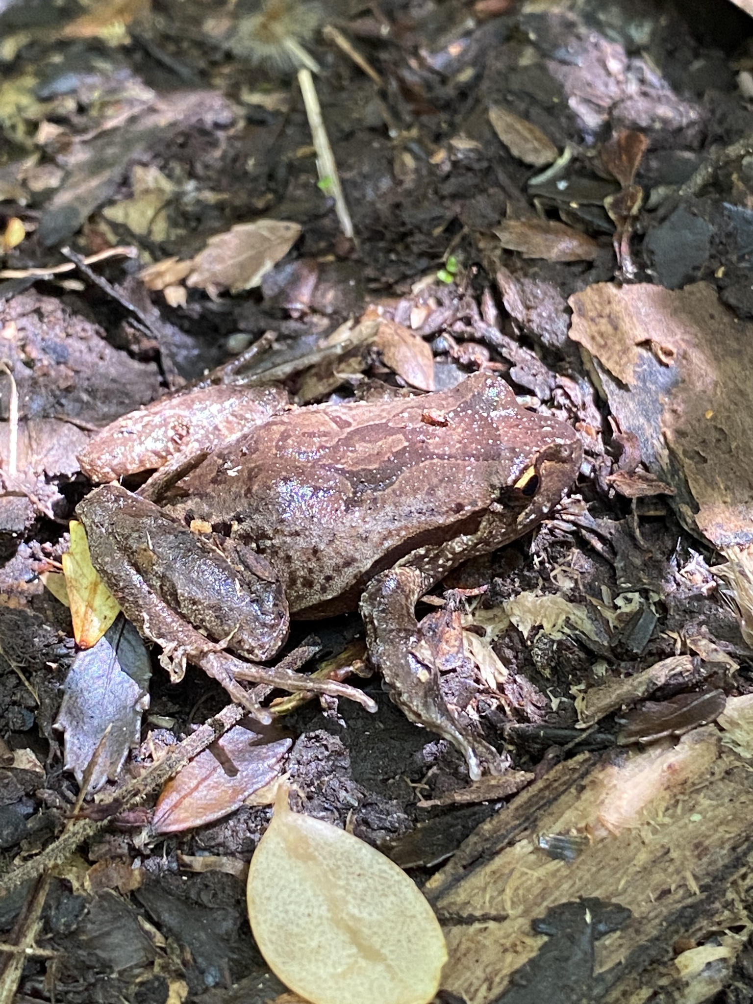 Eupsophus calcaratus (Günther, 1881)