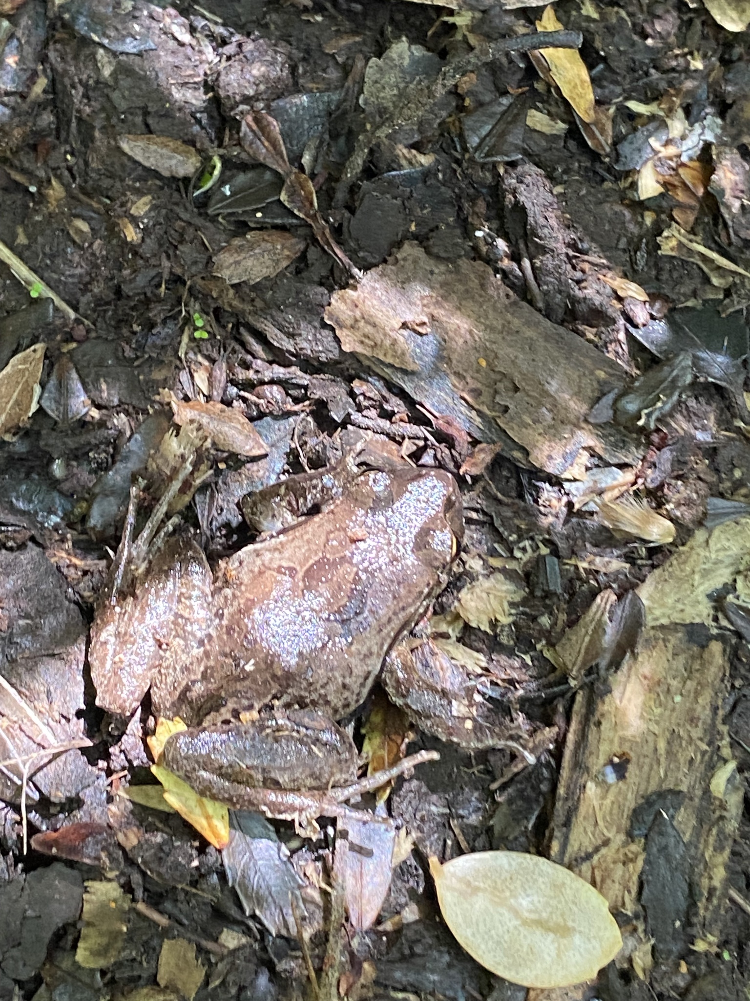 Eupsophus calcaratus (Günther, 1881)