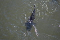 Steindachneridion melanodermatum