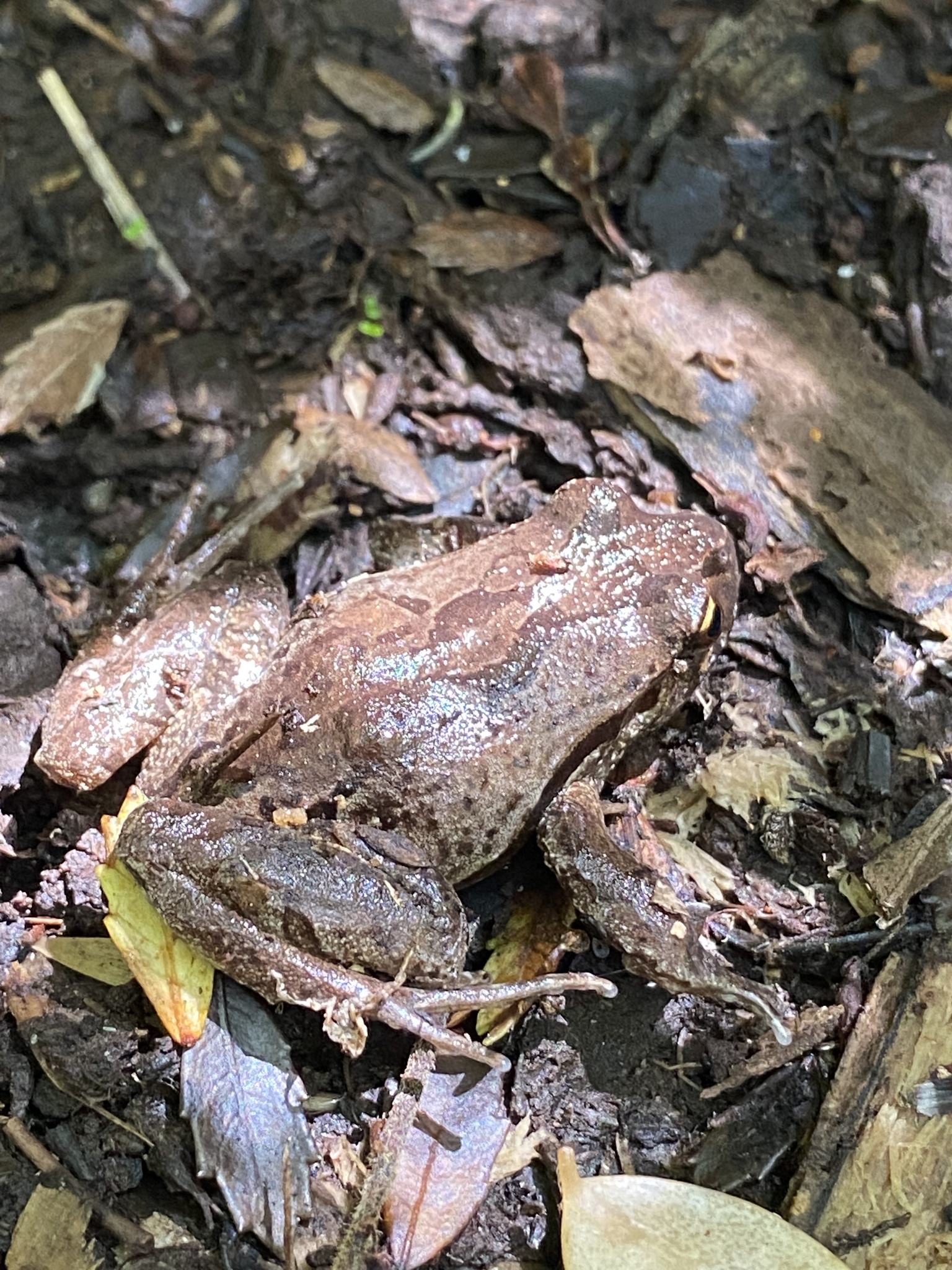 Eupsophus calcaratus (Günther, 1881)