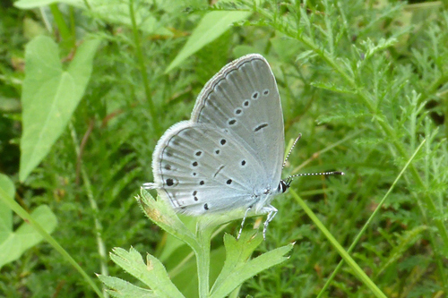 Provençal short-tailed blue
