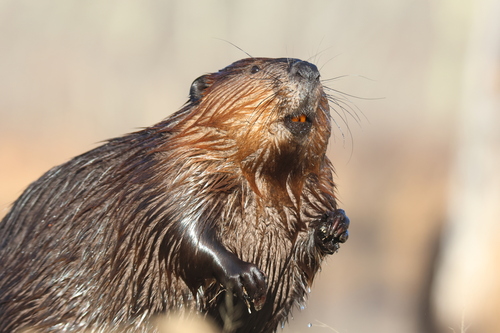American Beaver photographed in Massachusetts