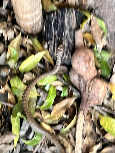 Rough-scaled Snake sighting