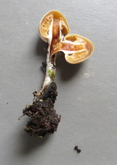 Tympanella galanthina