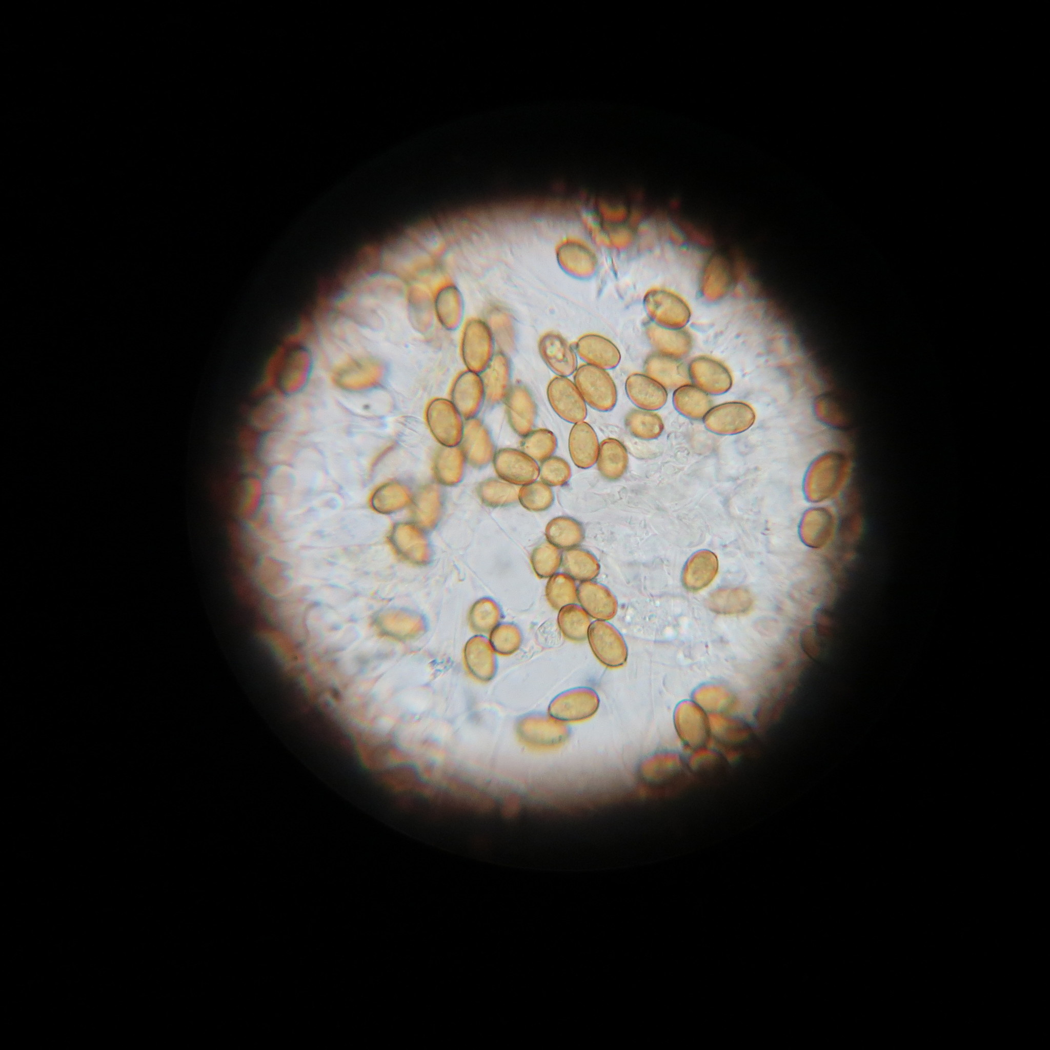 Tympanella image