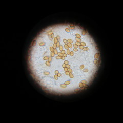 Tympanella galanthina