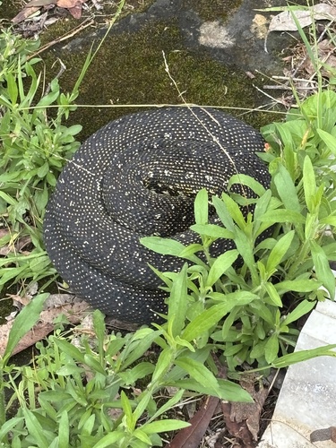 Diamond Python sighting