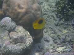 Chaetodon speculum