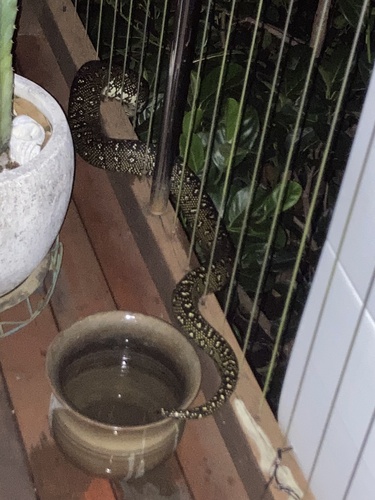 Diamond Python sighting