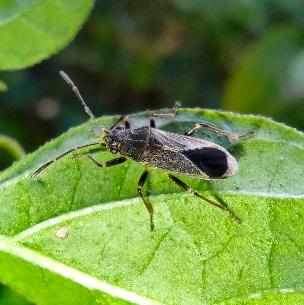 Acroleucus neomaurus
