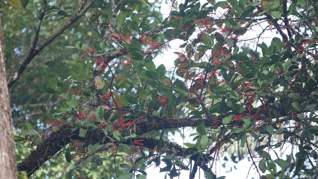 Psittacanthus melinonii