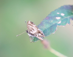 Cacyreus darius