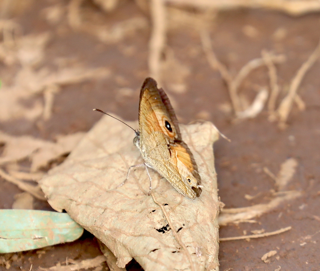 Heteropsis comorensis