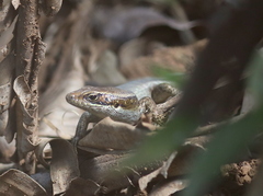 Trachylepis comorensis
