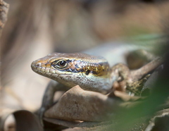 Trachylepis comorensis