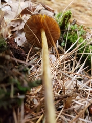 Entoloma luteum