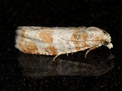 Retinia sabiniana