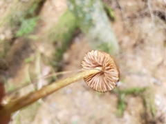 Entoloma luteum