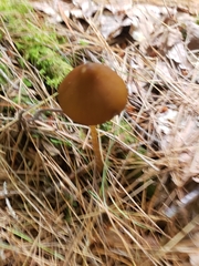 Entoloma luteum
