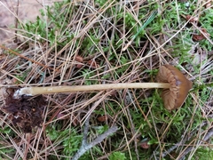 Entoloma luteum