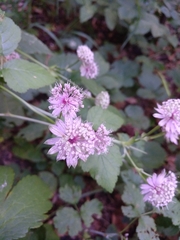 Astrantia major