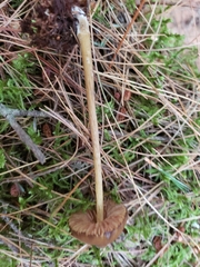 Entoloma luteum