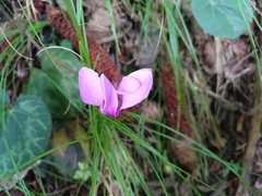 Cyclamen