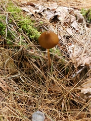 Entoloma luteum
