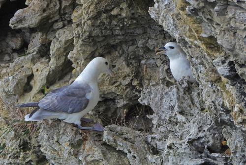 Fulmar boreal (Fulmarus glacialis)