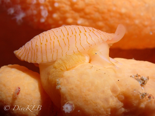 Poached-egg Shell