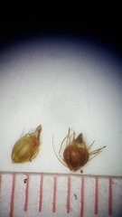 Rhynchospora baldwinii