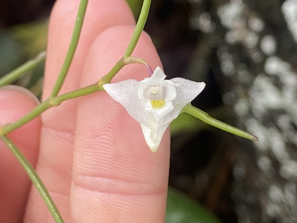 Dendrobium setifolium