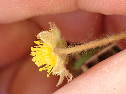 Image of Argentina anserinoides by (c) Benjamin Lavin, some rights reserved (CC BY)