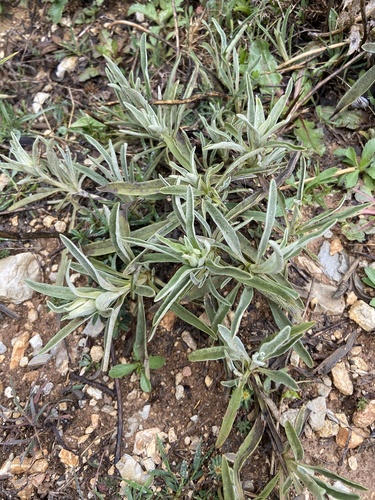 Avistamiento Phlomis lychnitis