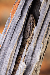 Pygmy Mulga Monitor photo 1