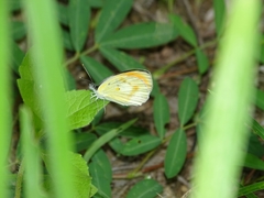 Colotis antevippe antevippe