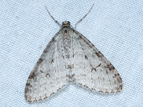 Early Tooth-striped