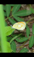 Colotis antevippe antevippe