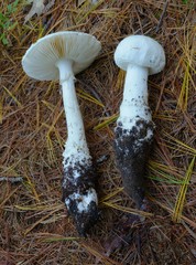 Amanita longipes
