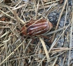 Anoxia australis