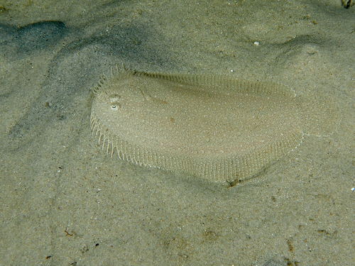 Elongate flounder (Ammotretis elongatus) — Pleuronectidae