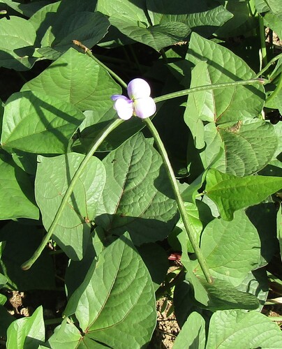 Foto de Feijão-caupi