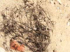 Podarcis carbonelli carbonelli