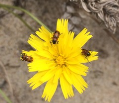 Coptocephala