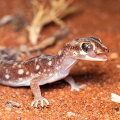 Eyre Basin Beaked Gecko photo 4