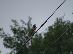 Pycnonotus leucogenys