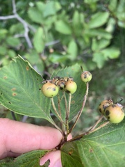 Crataegus macracantha