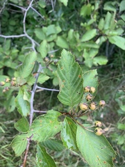 Crataegus macracantha