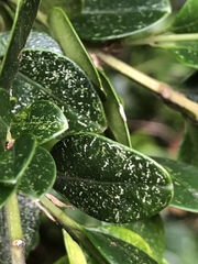 Eurytetranychus buxi